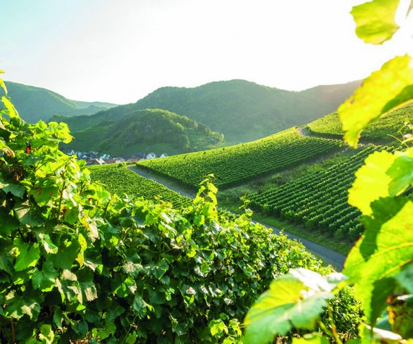 Weinberge D. Ketz _ www.ahrtal.de